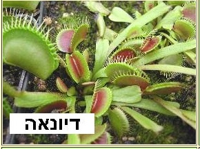 מלטעות דיונאה